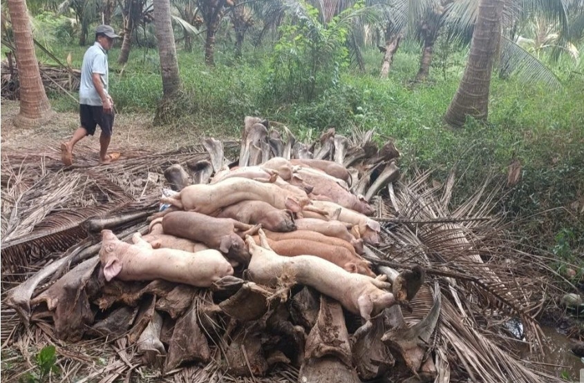 Vinh Long sees rising cases of African swine fever